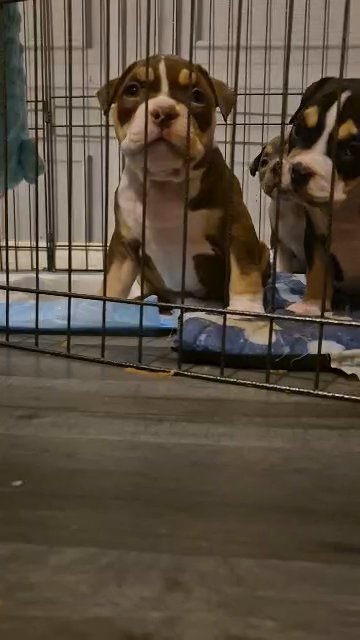 pocket bullys