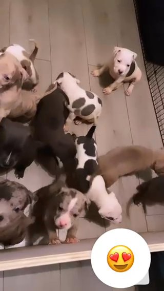 American Bully