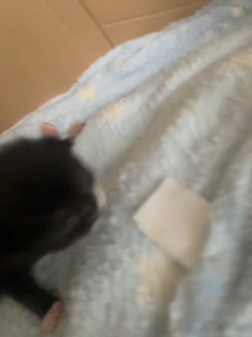 Kittens