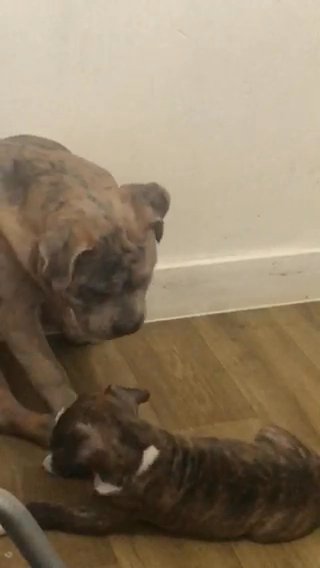 bully pup