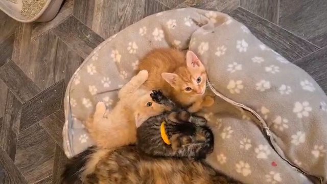 Stunning ragdoll x maine kittens