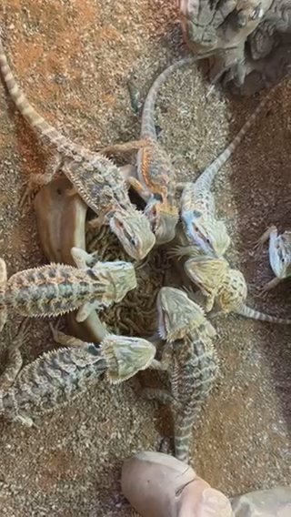 Bearded Dragons