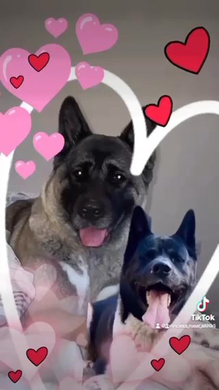 American Akita puppies