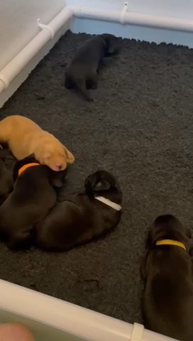 KC registered Lab puppies