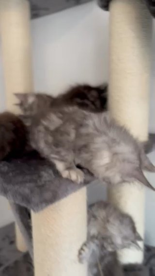 4 Gorgious Maine Coon kittens for sale