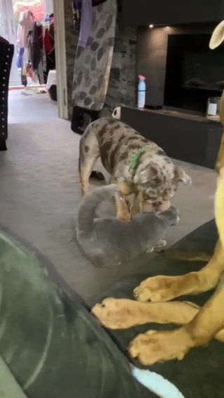 British Short Hair Female 5 Months