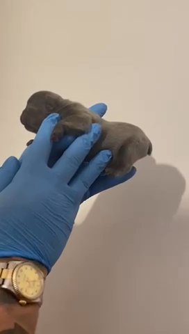 french bulldog