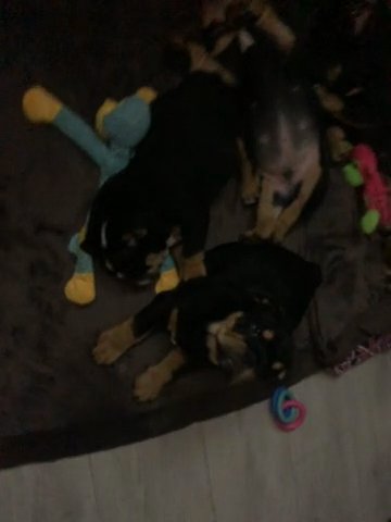 10 Week Old British Bulldog Puppy’s