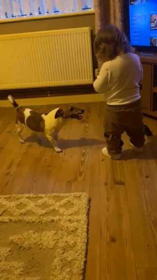 6 Month Old Jack Russell