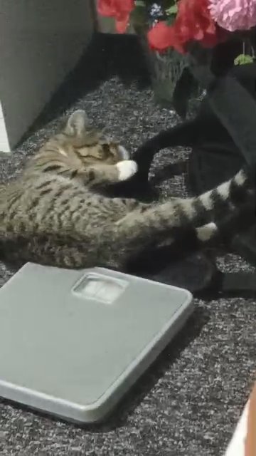 a cutie plop
