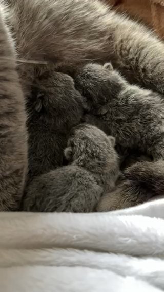 Beautiful British Shorthair Kittens