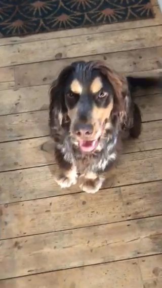 Cocker Spaniel To Stud-Chocolate Sable