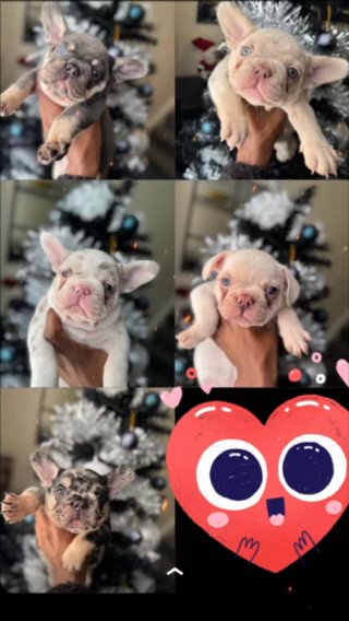 French Bulldog Puppies For Sale