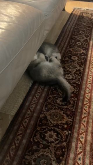 Scottish Straight Kittens male and female for sale