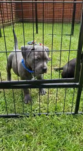 pedigree staffies for sale