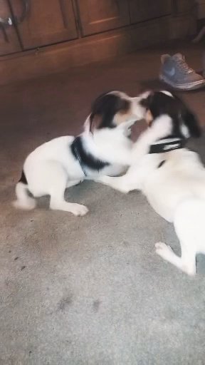 puppys