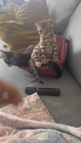 Bengal Kitten Looking For New Home