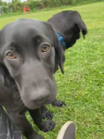 Labrador puppy looking for new home