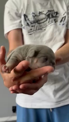 Female Frenchie Lilac & Tan