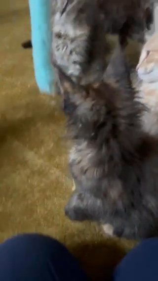 READY Stunning GCCF Registered MAINE COONS