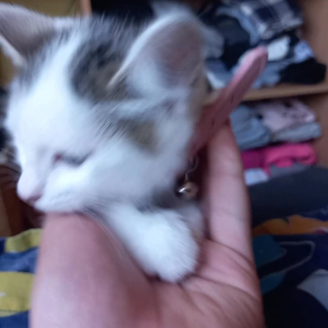 kittenz for sale