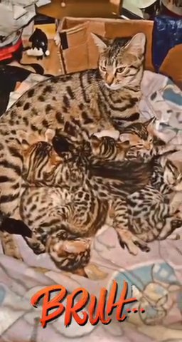 Adorable Tica registered bengal kittens