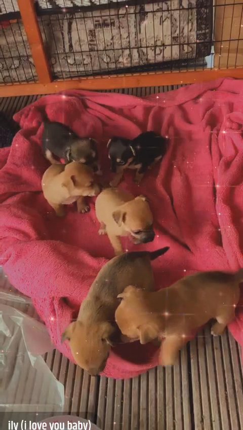 Chiweenies