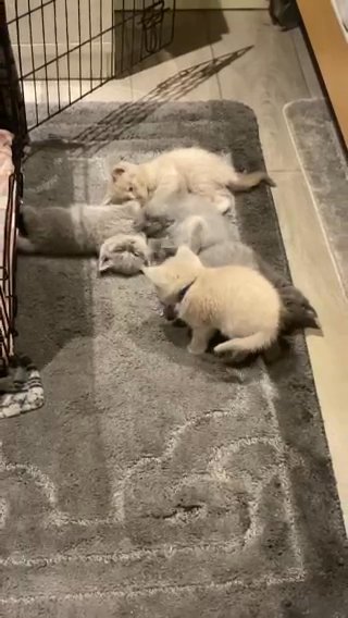 Beautiful Chunky Cobby British Blue Kittens