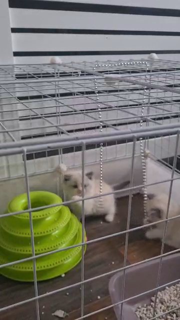 ragdoll kittens ready now