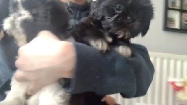 shih tzu last boys