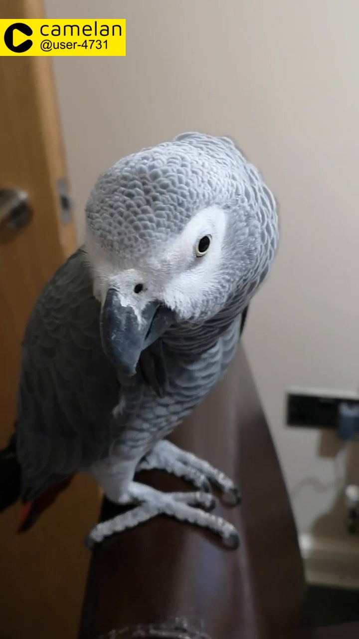 tame African grey setup