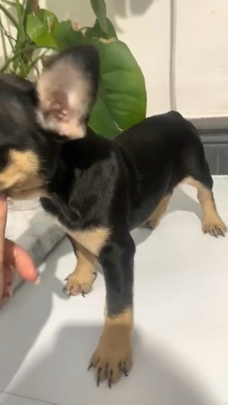 French Bulldog Puppy