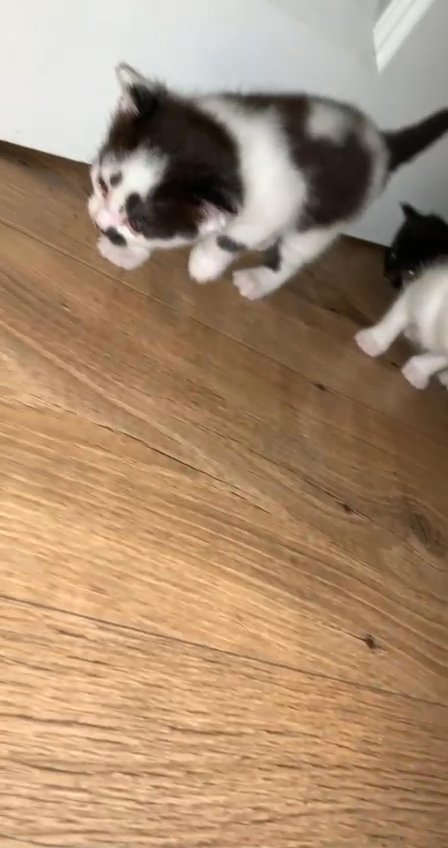 Beautiful kittens Angora Turkish x Norwegian Forest