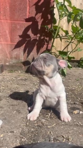 French Bulldog Pups
