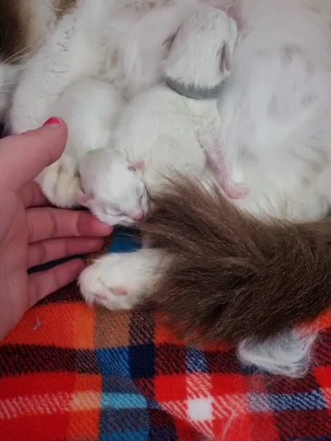 Gccf Registered ragdolls
