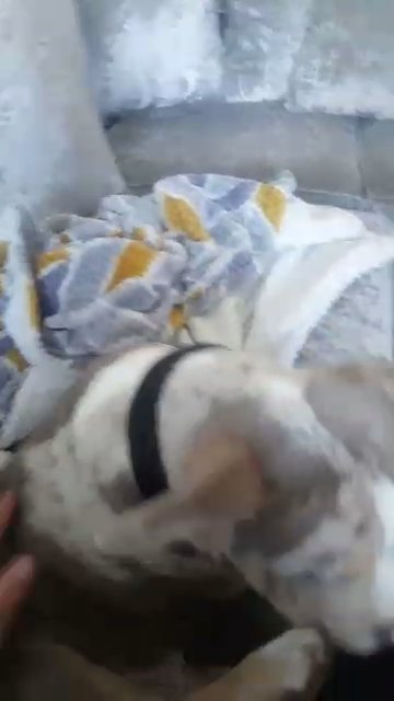 pocket bully 3 month old