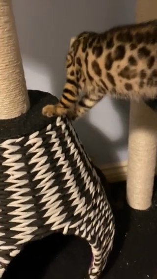 stunning pure Bengal kittens