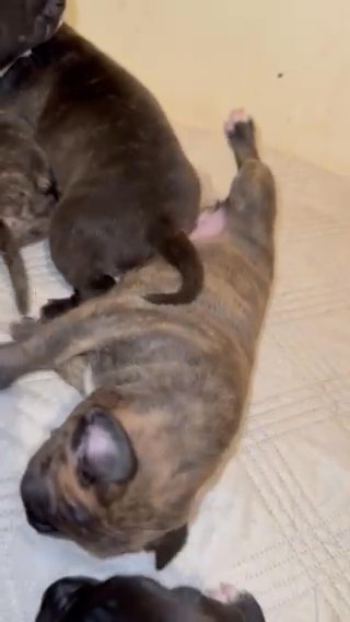 AMERICAN BULLY PUPPIES FOR SALE LONDON