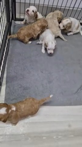 Litter Of  Cockapoos