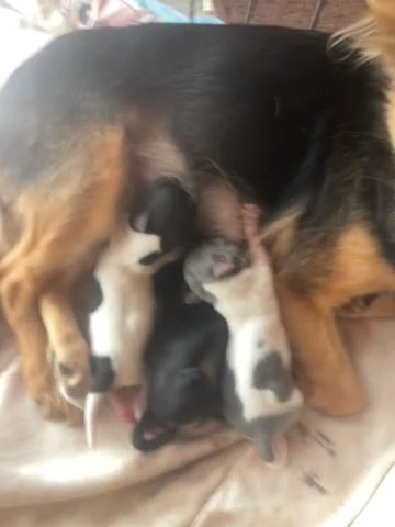 Teacup Chihuahua Puppies