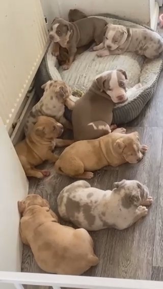 American Bully