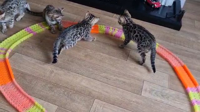 Bengal