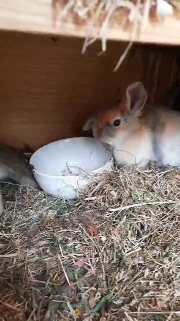 mini lops