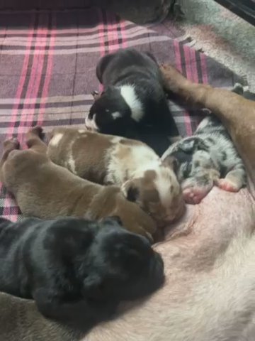 Pocket Bullies