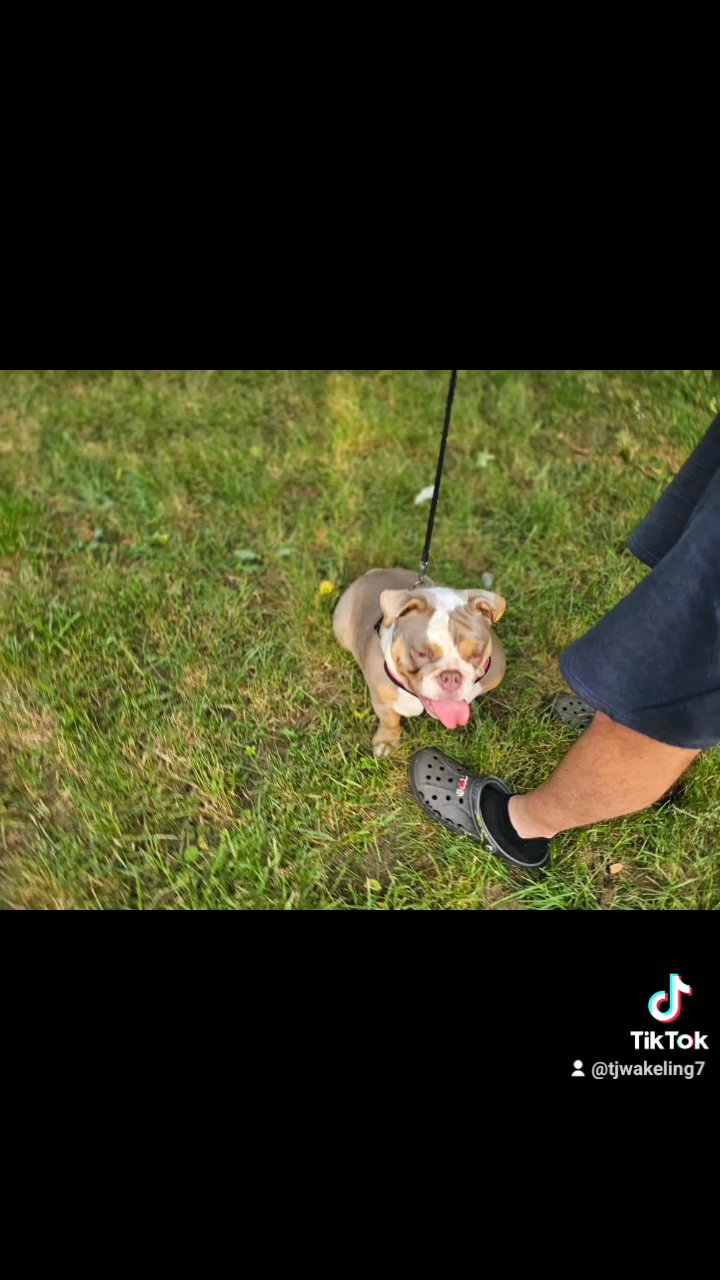 7 and a half month English bulldog