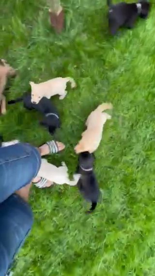 Happy And Healthy Puppies