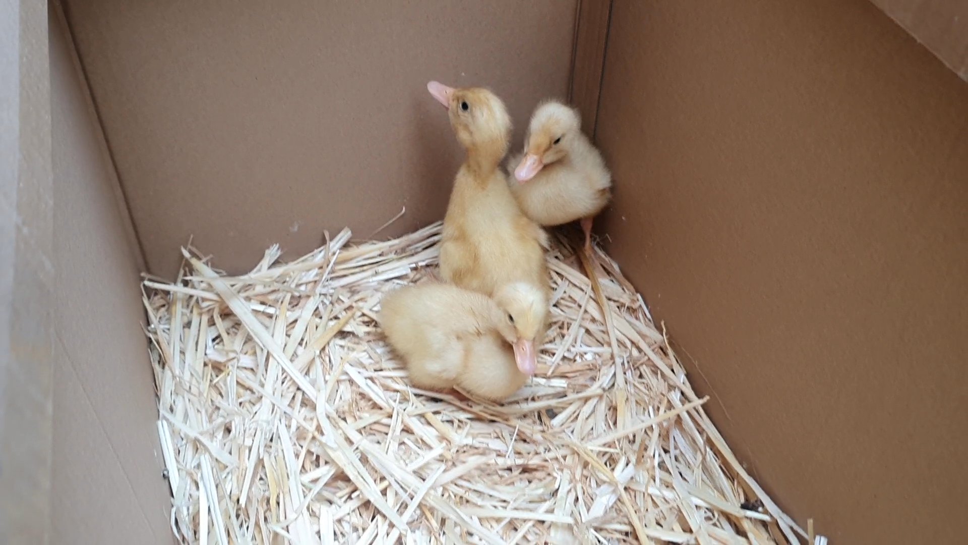 Ducklings