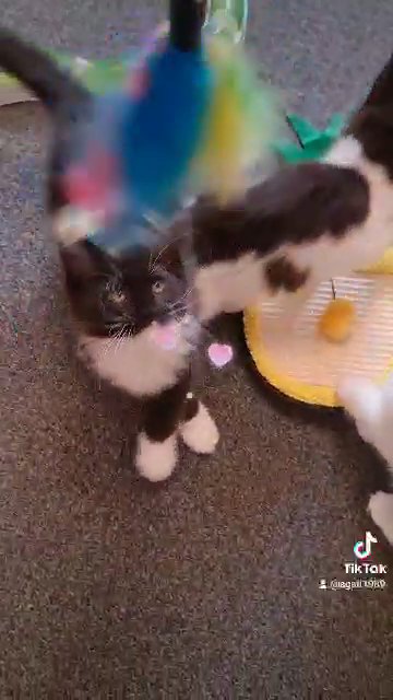 Maine coon kittens