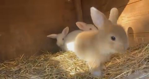 Selection of mini lop babies