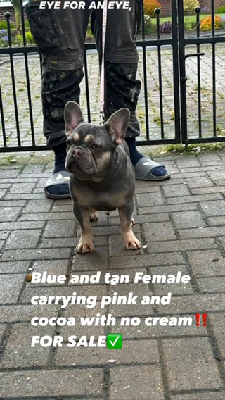 Blue And Tan Female Pink Carrier